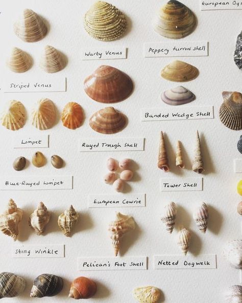 Sea Shells Collection, Ocean Biology, Trinket Collection, Shells Collection, Seashell Identification, Collecting Shells, Worlds Colliding, Shell Diy, Ireland And Scotland