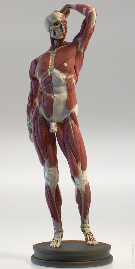 Human Muscles Anatomy, Human Anatomy Art Models Pose Reference, Ratio Sleeve, Muscle Anatomy Reference, Poses Muscle, Muscle Poses, My Ship In 5 Minutes, Chest Anatomy, Dynamic Anatomy