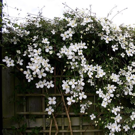 Clematis Trellis Ideas, Clematis White, Evergreen Clematis, Clematis Care, Clematis Varieties, Clematis Trellis, Clematis Armandii, Climbing Clematis, White Clematis