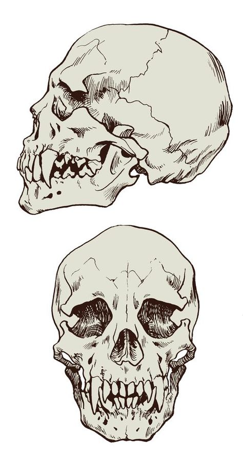 Bones Drawing, Vampire Skull, Skull Reference, Creaturi Mitice, Výtvarné Reference, Haiwan Lucu, 다크 판타지, Skull Drawing, Arte Sketchbook