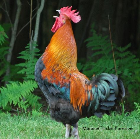 Just Roosters! #RoosterPictures www.FreeHenHousePlans.net Laying Hens Breeds, Rooster Photo, Laying Hens, Rooster Art, Chickens And Roosters, Chicken House, Chicken Breeds, Raising Chickens, Chicken Eggs