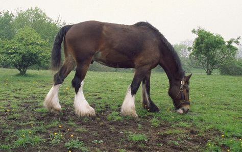 Shire Horses, Draft Horse Breeds, Suffolk Punch, Black Soil, Shire Horse, History Videos, Cold Blooded, Horse Horse, Clydesdale