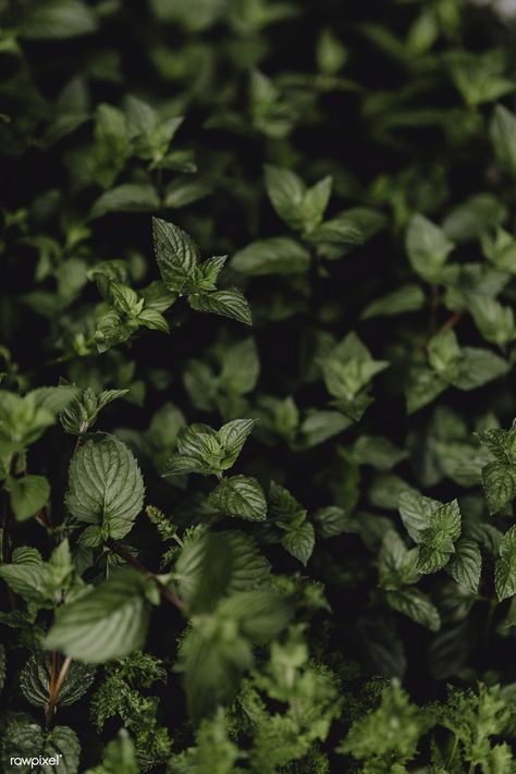 Peppermint Plant, Peppermint Tea Benefits, Mint Plant, Peppermint Plants, Round Loom, Mint Leaf, Tøp Wallpaper, Mint Plants, Mosquito Repelling Plants