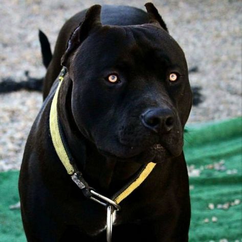 They are good (panther) dogs, Brent.  - Album on Imgur Black Pitbull, Bully Breeds Dogs, Pitt Bull, Bully Dog, Pitbull Puppies, Bully Breeds, Pit Bull Terrier, Cane Corso, Skagen