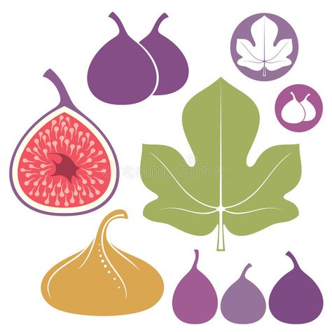 Fig Drawing, Organic Logo Design, Green Fig, Pumpkin Vector, Diamond Vector, Baby Painting, Infographic Design Inspiration, Fruit Painting, Icon Set Vector