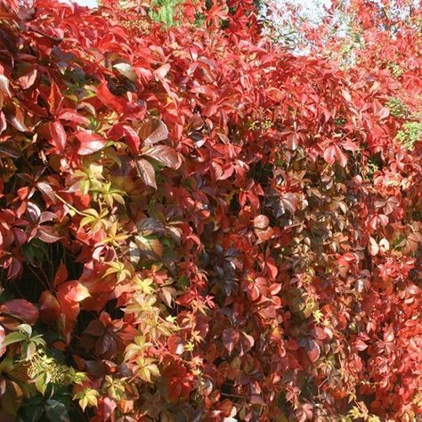 Parthenocissus Tricuspidata, Most Beautiful Gardens, Old Trees, Bougainvillea, Garden Structures, Front Garden, Garden Supplies, Petunias, Clematis