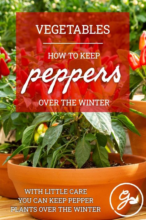 Preserving Peppers From Garden, Overwinter Pepper Plants, Over Wintering Pepper Plants, How To Over Winter Pepper Plants, Winterize Pepper Plants, Winterizing Pepper Plants, Grow Bell Peppers From Scraps, Datil Pepper, Jalapeno Plant