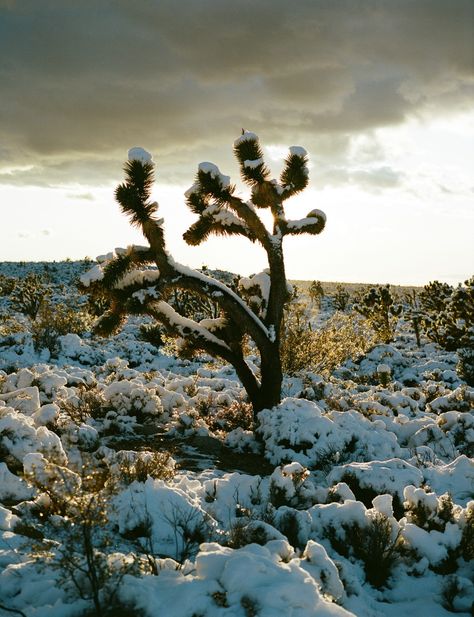 Visit Mojave National Preserve: A Guide to Desert Adventures Kelso Dunes, Mojave National Preserve, Lava Tubes, Surreal Landscape, Desert Environment, California Desert, Clear Blue Sky, Tree Forest, Blue Skies