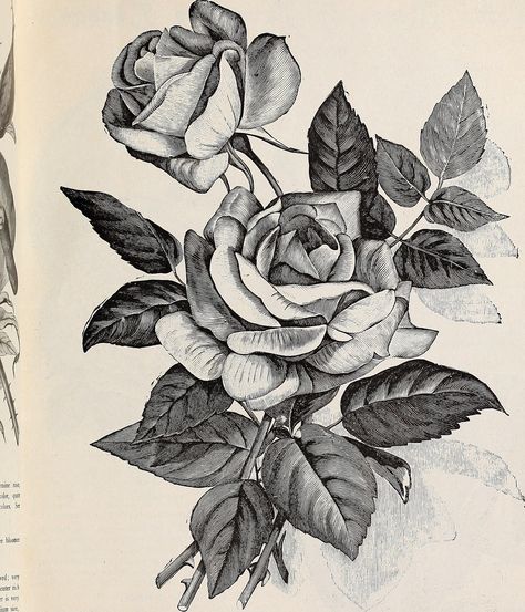 Cottage Rose Garden, Cottage Garden Roses, Rose Journal, Hd Flowers, Cottage Rose, Vintage Flash, Rose Cottage, Botanical Drawings, Book Page