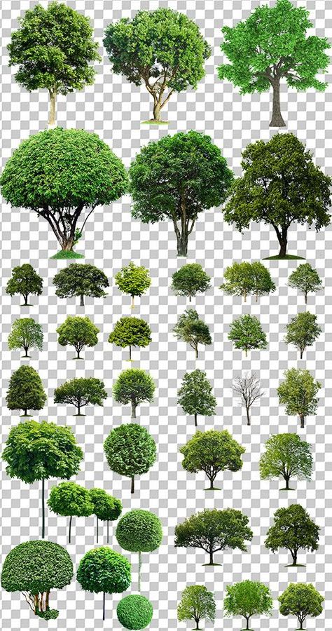 Tree Psd, Perspective Architecture, Tree Blocks, Landscape Architecture Graphics, Tree Photoshop, Tree Plan, Photoshop Backgrounds Free, Seni Dan Kraf, Tree Clipart