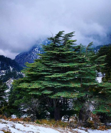 Lebanon 🇱🇧 on Instagram: “Tannourine's Cedars 🌲🇱🇧❤ 🌲 Photo credit: @johnny_zaylah 🌲 #nature #nature_lovers #nature_brilliance #naturephotography #natureshots…” Cedars Of Lebanon, Lebanon Cedar, Best Instagram Hashtags, Acacia Tree, Beirut Lebanon, Cedar Trees, Awesome Places, Travel Humor, Celebrity Travel