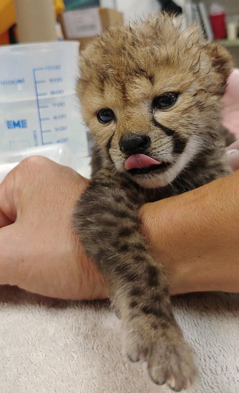 Baby Cheetah, Dallas Zoo, Baby Cubs, Dream Pet, Cheetah Cubs, Baby Cheetahs, Amazing Animal Pictures, Newborn Pics, Zoo Babies