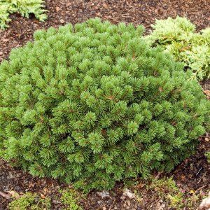 Organic Dwarf Pine Essential Oil (Pinus mugo) Pine Needle Essential Oil, Pinus Mugo, Wisteria Sinensis, Shrubs For Landscaping, Pine Essential Oil, Garden Landscape Design, Pine Needles, Garden Landscaping, Garden Plants