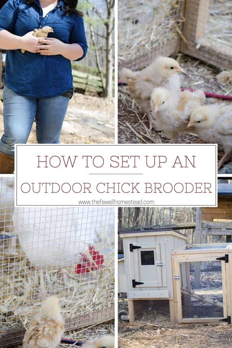 Who likes stinky chicks in their house? Not me. So we set up an outdoor chick brooder with the Lehman's Portable Chicken Coop! Here's how. #homestead #homesteading #selfsufficiency #chickens #backyardchickens Coop With Brooder, Chicken Coop With Brooder, Broody Chicken Set Up, Outdoor Chicken Brooder, Brooder Coop, Chick Brooder Ideas, Outdoor Brooder, Chicken Coop With Brooder Inside, Chicken Coop With Built In Brooder