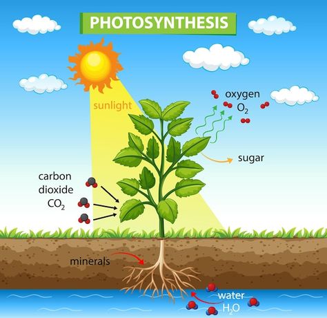 Diagram showing process of photosynthesi... | Free Vector #Freepik #freevector #photosynthesis #food-tree #landscape-drawing #water-plant Photosintesis Drawing, Science Tlm, Photosynthesis Activities, Food Tree, Cycle Drawing, Plant Activities, Grade 10, Science Projects For Kids, Plant Vector