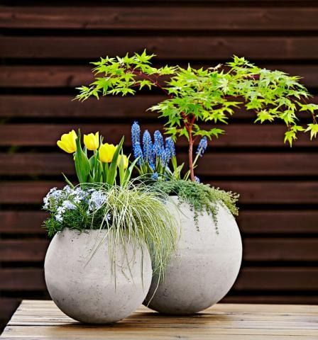 Reimagine the humble concrete garden sphere by flipping it over and transforming it into a planter full of ready-to-bloom spring bulbs. Here's how: http://www.midwestliving.com/garden/container/how-to-make-a-concrete-globe-garden-planter/ Gardening Benefits, Sphere Planter, Garden Diy Decoration Ideas, Garden Planters Diy, Container Gardening Ideas, Diy Frühling, Garden Spheres, Diy Concrete Planters, Dish Garden