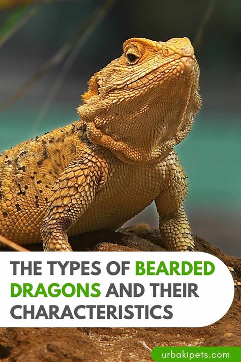 Leatherback Bearded Dragon, Bearded Dragon Colors, Nullarbor Plain, Dragon Facts, Bearded Dragon Care, Australian Continent, Lovely Friends, Thick Skin, Little Dragon