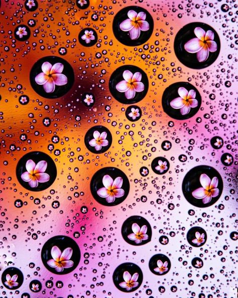 Water Droplet Photography, Water Droplets Photography, Drop Photography, Water Drop Photography, Soft Lens, Still Life Images, Flower Water, Experimental Photography, Amazing Images