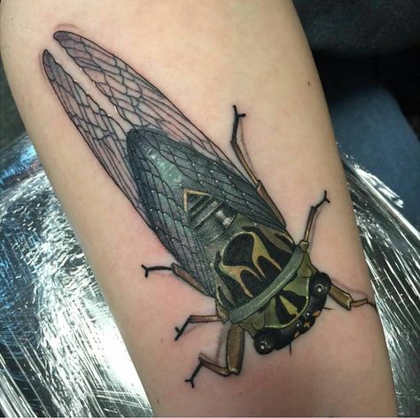 See this Instagram photo by @ashleynrodman • 18 likes Black Metal Tattoo, Bugs Tattoo, Black Louis Vuitton Bag, Cicada Tattoo, Big Bugs, Sick Tattoos, Frog Tattoo, Tattoo Time, Bug Tattoo