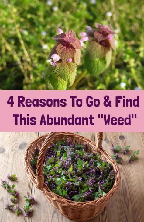 Purple Dead Nettle, Medicinal Weeds, Edible Weeds, Wild Foraging, Wild Food Foraging, Food Foraging, Medicinal Herbs Garden, Foraging Recipes, Edible Wild Plants