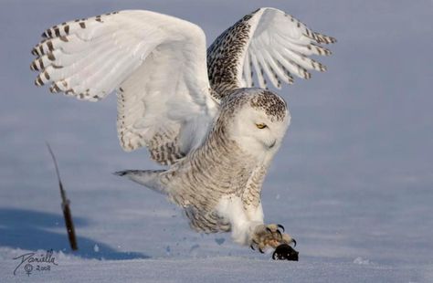 z- Snowy Owl Hunting Lemming Owl Hunting, Snowy Owls, Saw Whet Owl, Snow Owl, Tattoo Lettering Fonts, Owls Drawing, Wise Owl, Snowy Owl, Snowy Day