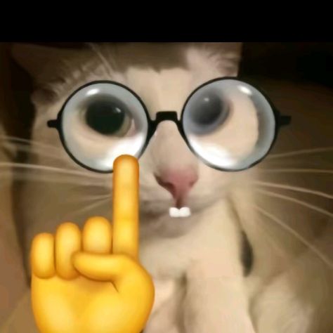 Google Classroom Profile Pictures, Google Classroom Pfp, Gatos Cursed, Nerd Pfp, Glasses Pfp, Sunglasses Meme, Glasses Meme, Nerd Cat, Cat With Glasses