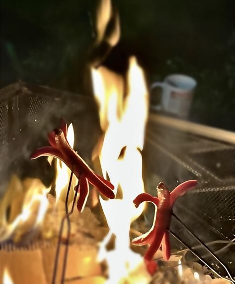 Eight Campfire Recipes to Try This Season | Stories | Explore New Brunswick's Provincial Parks | NB Parks Spider Dogs Campfire, Spider Dogs, Camping Trip Food, Campfire Stew, Spider Dog, Campfire Recipes, Campfire Food, Campfire Cooking, Summer Camping