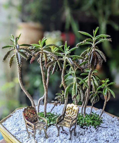 Can't get enough of my mother of million babies! I've landscaped it to look exactly like the view from my window & it makes for the cutest little miniature palm tree grove !!! Miniature Palm Trees, Tree Grove, View From My Window, Miniature Diy, Succulent Plant, My Mother, The View, Planting Succulents, Palm Tree