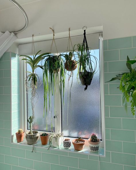 🌱The Plant Rescuer 🌱 on Instagram: “Have you tried the ‘drowning mealy bugs’ method? My Lepismium Bolivianum (hanging second from left) was the plant I used to try out this…” Bathroom Tiles Ideas, Urban Jungle Bedroom, Interior Inspiration Living Rooms, Good Bathroom, Night Pool Party, Mealy Bugs, Tiles Ideas, Vanda Orchids, Stunning Bathrooms