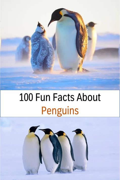 Over 100 amazing fun facts about Penguins, 25 fun facts about Penguins for kids, plus learn more about where they live, what they eat, what they do, and so much more! #funfacts #penguins Penguin Facts For Kids, Penguin Chart, Penguin Games, Facts About Penguins, Fun Facts About Penguins, Penguins Project, Penguin Facts, Macaroni Penguin, Chinstrap Penguin