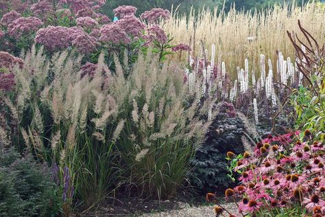 Calamagrostis brachytricha with Cimicifuga, Echinacea, Eupatorium, and Calamagrostis x acutiflora | photo by Simon (celery) Marshall [celerycelery] Island Landscaping, Dutch Gardens, Piet Oudolf, Prairie Garden, Gravel Garden, Grasses Garden, Fire Island, Garden Borders, Nature Garden