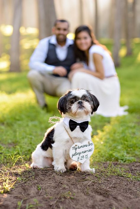 Save The Date Dog Ideas, Dog Engagement Announcement, Wedding With Dog, Wedding Dogs, Dog Wedding Outfits, Wedding Fotos, San Francisco Engagement, Photos With Dog, Save The Date Photos