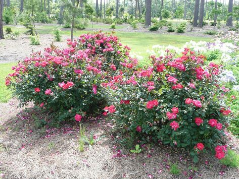 Rose Backyard, Knockout Roses Care, Rose Bush Care, Knock Out Roses, Raised Garden Beds Diy Vegetables, Rose Plant Care, Knockout Roses, Sustainable Landscaping, Backyard Plants