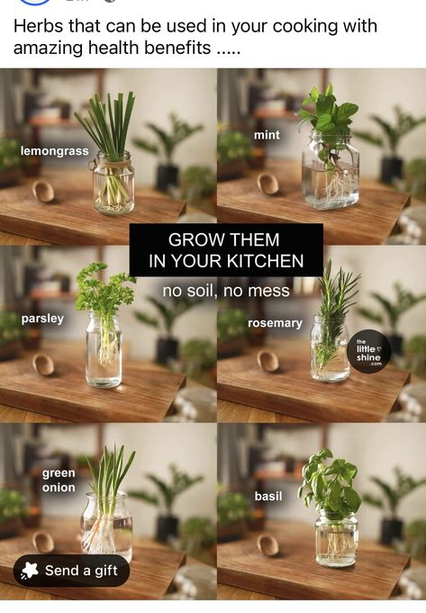 Potting Indoor Plants Tips, Vegetable Growing Tips, Growing Your Own Herbs, Herbs In A Jar, Herbs You Can Grow Indoors, How To Grow Herbs In Water, How To Grow Herbs In Pots, How To Plant Herbs In Pots, Plants Growing In Water