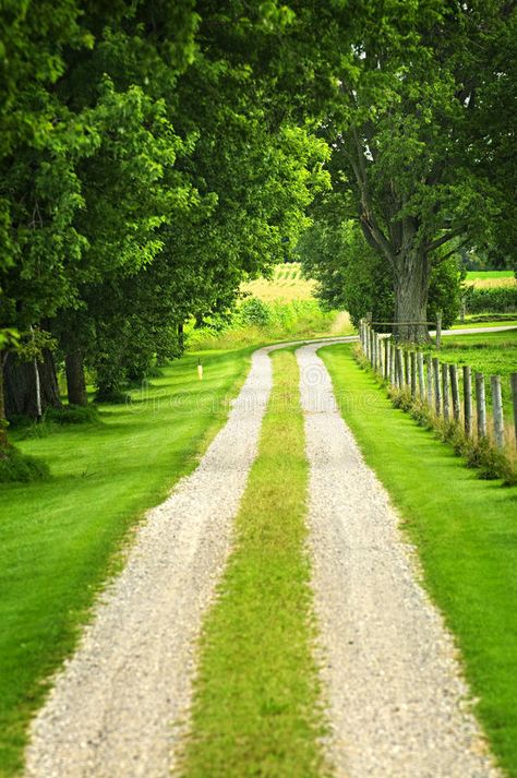 Farm road. Rural road on small scale sustainable farm with trees and fence , #Affiliate, #Rural, #small, #Farm, #road, #scale #ad Driveway Entrance Landscaping, Farm Entrance, Farm Road, Tree Lined Driveway, Driveway Entrance, Driveway Design, Driveway Landscaping, Long Driveways, Green Farm