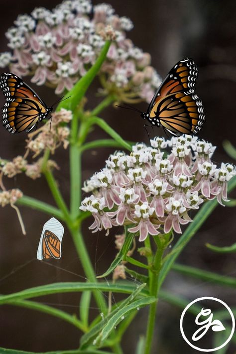 Click or tap here to learn more about the best milkweed varieties for California. California Native Milkweed, Showy Milkweed, Garden Palette, Butterfly Gardens, Milkweed Plant, Goth Garden, California Native Plants, Monarch Butterflies, Garden Store