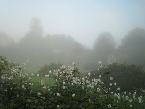 Starry Eyes, Dark Fairycore, All The Bright Places, Fantasy Forest, The Fog, Nature Aesthetic, Pretty Places, Flower Field, Organic Gardening