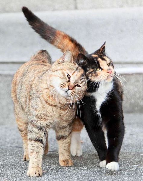 Love is love. These two feral cats are spotted on a University campus in Shanghai. They follow each other wherever they go. They share food and warmth and lean on one another for love and comfort according. There isn't a moment that they aren’t seen together. What an inspiring pair! Cat Pose, Two Cats, Feral Cats, Domestic Cat, Funny Cat Pictures, Cute Kittens, Warrior Cats, Pretty Cats, Crazy Cat Lady