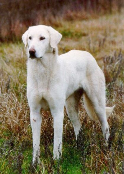 Turkey has provided us with some of the oldest dog breeds in the world. The Akbash Dog is at least 3,000 years old. Of all the livestock guardian breeds, the Akbash shows the greatest influence of a sighthound ancestry. A molosser heritage is evident in the breed, but keen eyesight, long legs, a tall, lean, “tucked up” and flexible build, along with speed and agility comes from the sighthound, possibly the Tazi (it’s said the breed can jump over an obstacle as high as a man). Akbash Dog, Guardian Dog, Livestock Guardian Dog, Rare Dog Breeds, Livestock Guardian, Online Invitation, Rare Dogs, Huge Dogs, Invitation Maker