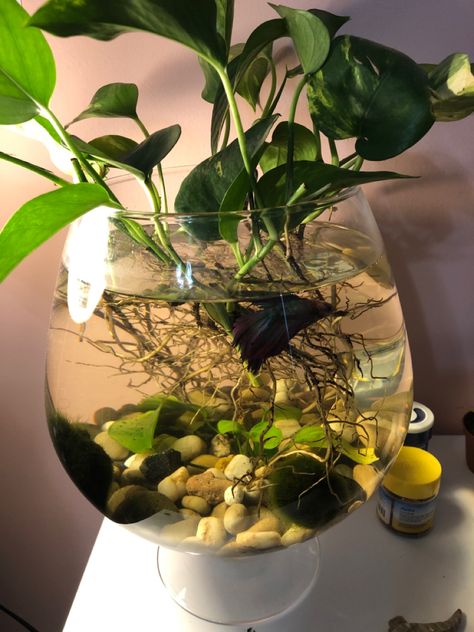 Pothos Fish Tank, Pothos In Fish Tank, Indoor Interior Design, Moss Ball Aquarium, Vase Fish Tank, Pinterest Plant, Indoor Plants Decor, Amazing Aesthetic, Aquarium Garden