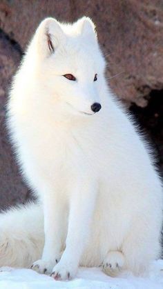 Arctic Fox, White Fox, Fox, Wall, White