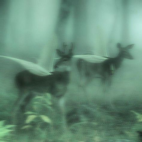 Aesthetic Deer, Grunge 2014, Nostalgic Music, Twilight Core, Fairy Grunge Aesthetic, Dark Fairycore, 2014 Tumblr, Fairycore Aesthetic, Dark Green Aesthetic