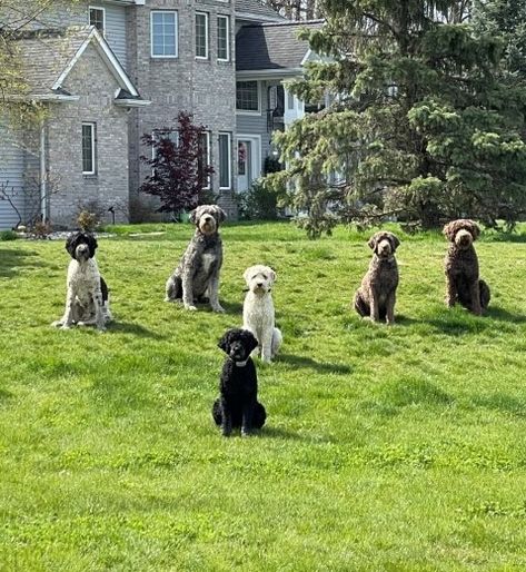 Schnoodle Puppies For Sale, Schnoodle Puppy, Schnoodle Dog, Cavapoo Puppies, Service Dogs, Puppies For Sale, Beautiful Photo, Dog Breeds, Dogs And Puppies