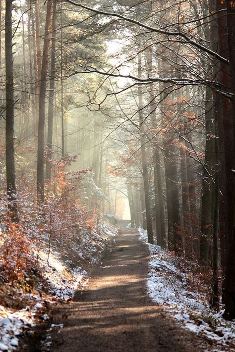 . ✔zϮ Dirt Road, Walk In The Woods, Foto Inspiration, Winter Scenes, Vintage Photography, In The Woods, Nature Beauty, Beautiful World, Beautiful Landscapes