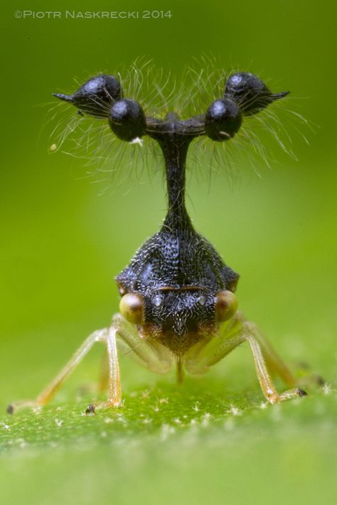 Tree Hopper, Weird Insects, Macro Photography Insects, Leafhopper, Cool Insects, Cool Bugs, Grasshoppers, Beautiful Bugs, Creepy Crawlies