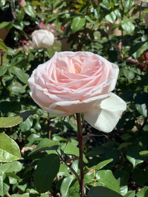 pale pink rose in the sunlight grown with companion plants Companion Plants For Roses, Plant Companions, Garden Zones, Rose Companion Plants, Growing Squash, Growing Mint, Growing Lavender, Growing Pumpkins, Japanese Beetles