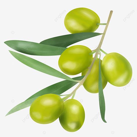 Olive Tree Care, Growing Olive Trees, Potted Fruit Trees, Passion Vine, Citrus Plant, Avocado Tree, Citrus Trees, Green Olives, Tree Care