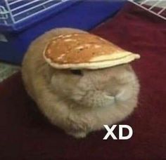 Pancake Bunny, Bunny Pancake, Telegram App