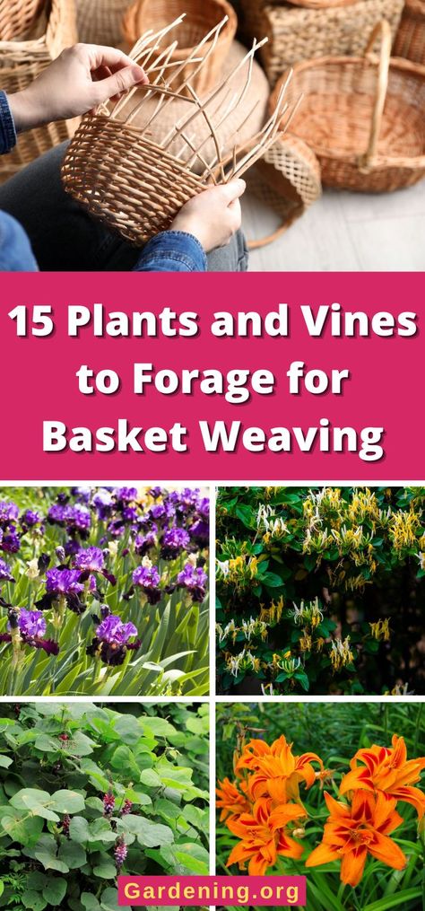 Grape Vine Basket Weaving, Basket Weaving Foraging, Weaving Baskets With Natural Materials, Basket Weaving Materials, Weaving A Basket, Basket Weaving Kits, Diy Foraging Basket, Weaving Pine Needles, Weaving Natural Materials