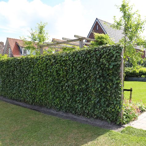 privacy screening Greenery Privacy Screen, Greenery Privacy Fence, Green Privacy Fence Ideas, Ivy Walls Outdoor, Living Walls Outdoor, Garden Privacy Screen, Plants Uk, Screen Plants, Garden Hedges